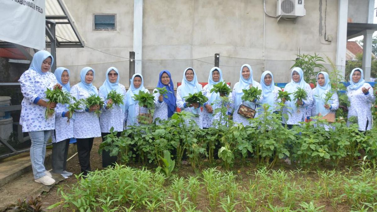 Kisah Wanita Tani di Prabumulih Raup Cuan dari Sayuran Organik