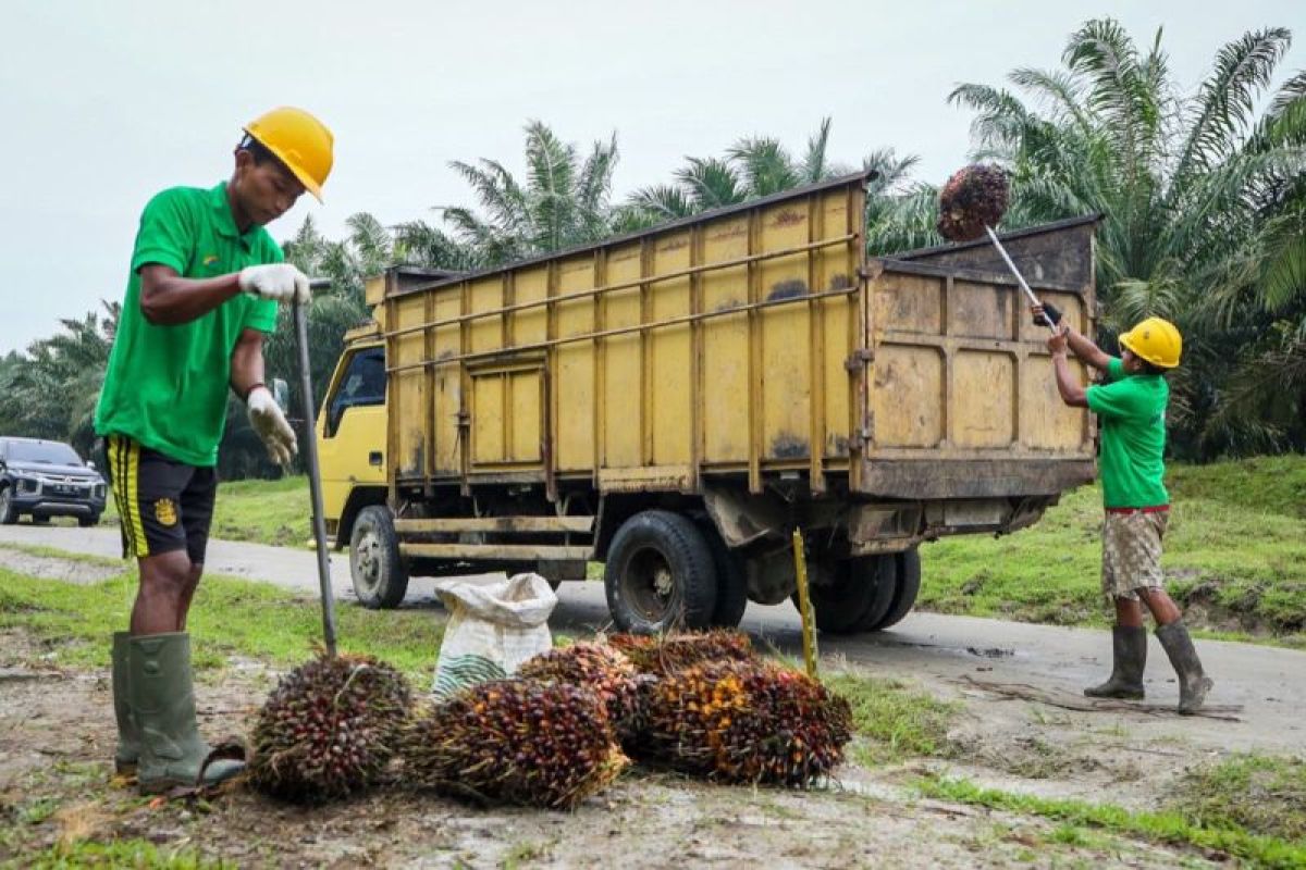 Menkop UKM Yakin Minyak Makan Merah Sejahterakan Petani